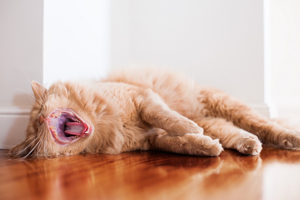 Bored house cat yawning